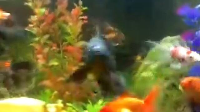 КОМЕТА ЧЁРНАЯ ПОДРОСТОК смотреть онлайн