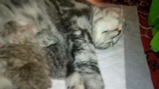 Фаня родила! смотреть онлайн