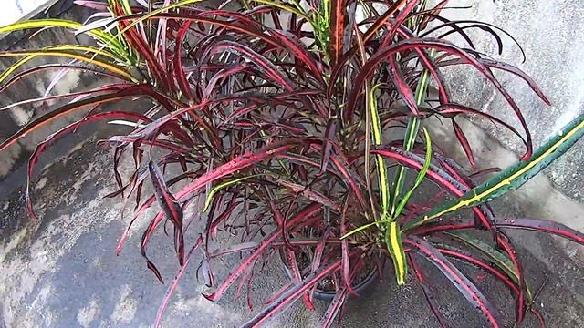 Croton Zanzibar - Codiaeum Variegatum