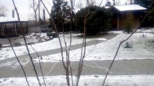 ОБРЕЗКА АБРИКОСА на второй год после посадки. Начинаем формировку абрикоса