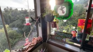 Warning on Hummingbirds ? NOT using Your Hummingbird Feeder Weather/Reasons KNOW the Nectar Recipe