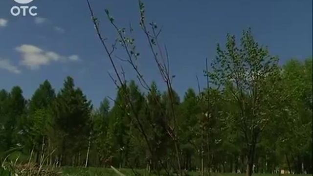 Белый тополь или пихта  в Новосибирске выбирают дерево символ нашей области