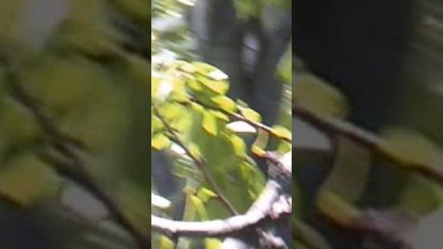 short-мульча и дерево