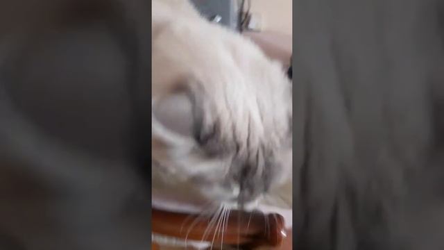 Невский маскарадный кот жалуется хозяйке смотреть онлайн