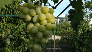 Виноград монарх и не только.