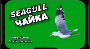Чайка видео Green Screen футаж .Хромакей анимация на зелёном фоне.