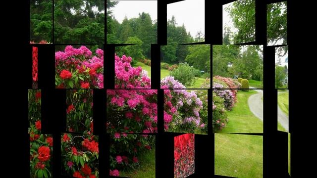 Декоративные растения для участка: фото для вдохновения и идеи (Ornamental plants, garden photo)