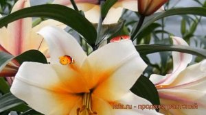 Лилия от-гибрид Хай Ти (lilium ot-hybrid high tea) ? Хай Ти обзор: как сажать, луковицы лилии Хай Т