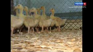 Заповедная область. Волховские пороги