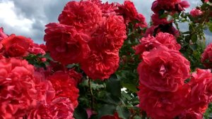 Розы серии Uetersen - любовь или разочарование?