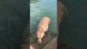 Собака купается