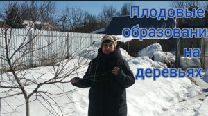 Плодовые образования на косточковых- как отличить цветочную почку от ростовой_.mp4