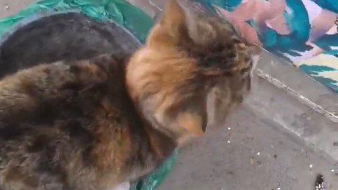 Защита животных