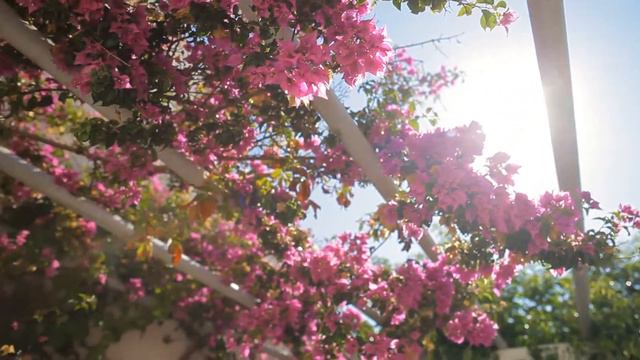 pink bougainvillea against the sky s1xgtiw D смотреть онлайн
