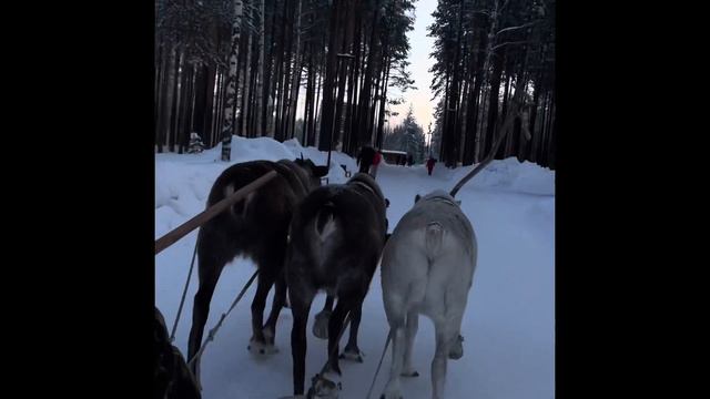 Катание на оленьих упряжках  в Нягани