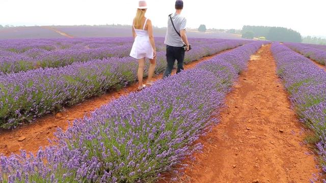 Nikon D850 | Portrait Photography on a Lavender Farm смотреть онлайн
