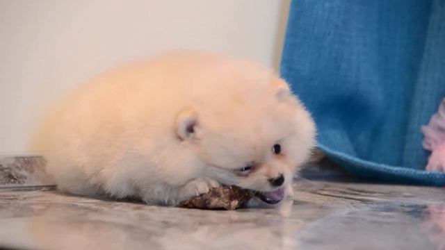 Померанский шпиц~сука крем 09/08/2020