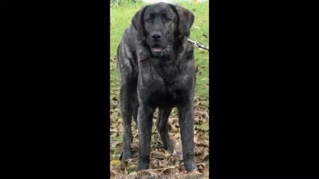 Castro Laboreiro Dog (Као де кастро лаборейро )