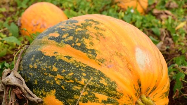 Глисты, аскариды, всякие паразиты и грибки вмиг покинут кишечник. Хватит 1 стакана в пол года смотреть онлайн