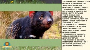 Мир малышам. Тасманийский дьявол