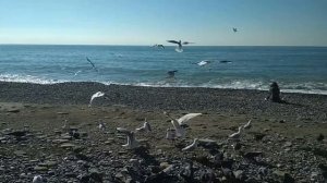 Чайки на море.