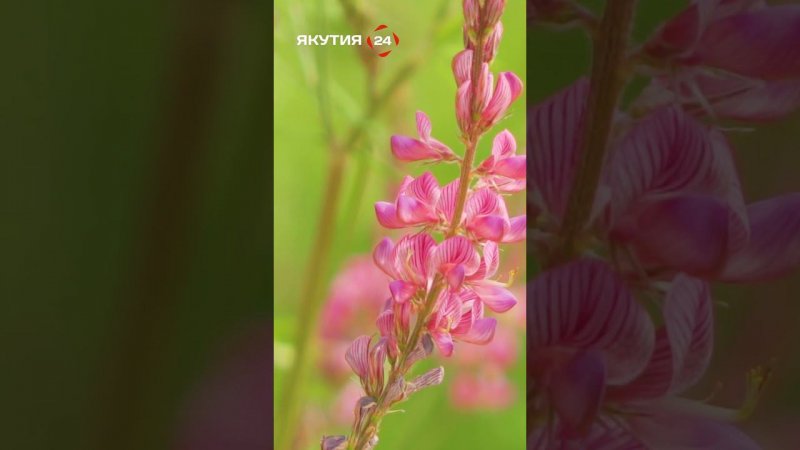 Красота короткого лета в Якутии #якутия #лето #природа