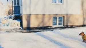 Вспоминаем дрессировку с бультерьером после нашего лентяйничества зимой. Минибуль Дан.