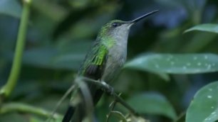 The Wild Life in Brazil (FULL HD VIDEO) by Panasonic