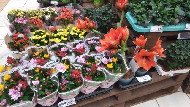 АШАН !!! ОБЗОР КОМНАТНЫХ ЦВЕТОВ И ЦЕНЫ смотреть онлайн