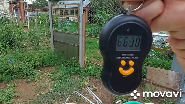 Вес бройлеров в 3 месяца при кормление бройлеров зерносмесью и мешанкой. Даже в жару растут хорошо!
