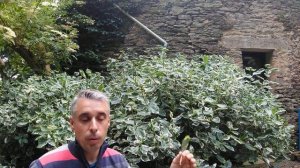 Hydrangea macrophylla 'Tricolor'