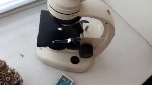 Осиное гнездо. Философия жизни коллективных насекомых.