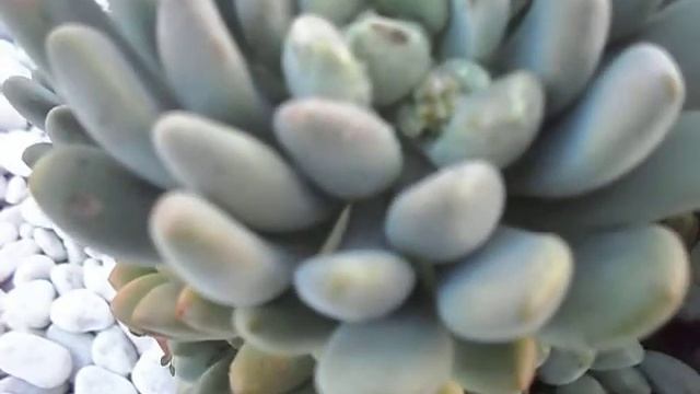 dudleya pachyphytum смотреть онлайн