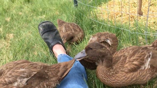 158: Do Khaki Campbell Ducks Fly? смотреть онлайн