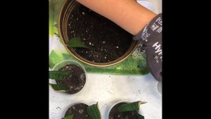 Сансевиерия размножение листьями. Самый простой способ.