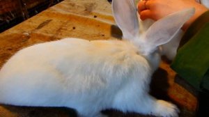 Вакцинация кроликов ВГБК, колю в бедро!!