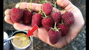 Ремонтантная малина усыпана ягодами от такой подкормки! Чем подкормить малину в августе?