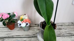 Орхидеи цветут как ненормальные. Живая вода для орхидей и не только.