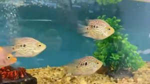 Аквариумные рыбки - Бриллиантовые попугаи