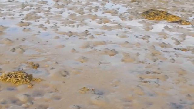 Дальние Зеленцы. Баренцево море, отлив.