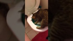 Котенок ходит в туалет на унитаз, уговор !