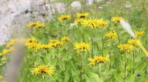 рассказ о горе Фишт