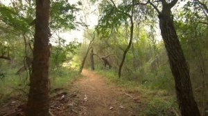 Resaca de la Palma State Park in Brownsville, TX