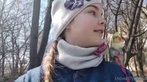 Попугай гуляет на улице!Корелла Гучи в шлейке!Прогулянка з папугою на дворі