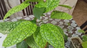 Клеродендрум Госпожи Томпсон #хлороз #клеродендрум #flowers #комнатныецветы #хлорозцветов #хелаты