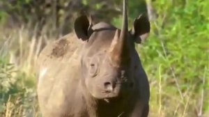 Животные мира Гиганты Африки Атака хищника Дикая природа Особые повадки Охрана потомства Ум зверя