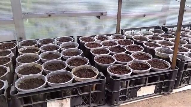 55/18 Дела тепличные на 03.08.2018г. / третий посев огурцов в 2018г. смотреть онлайн