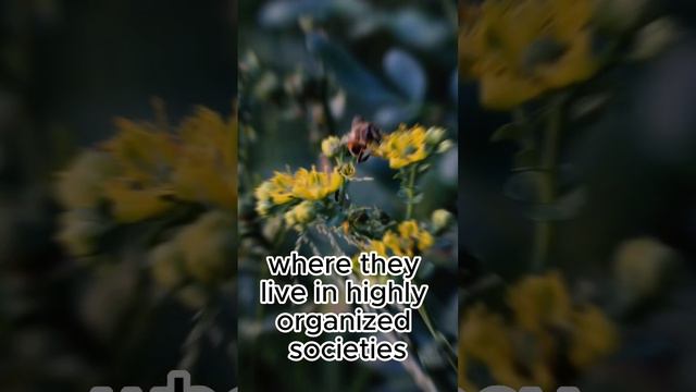 "The Buzzing World of Bees 🐝🌼 | Explore the Fascinating Life of Honeybees!"