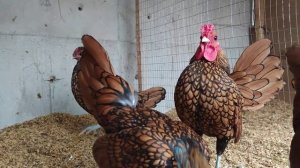 Куры Сибрайт Sibrayt