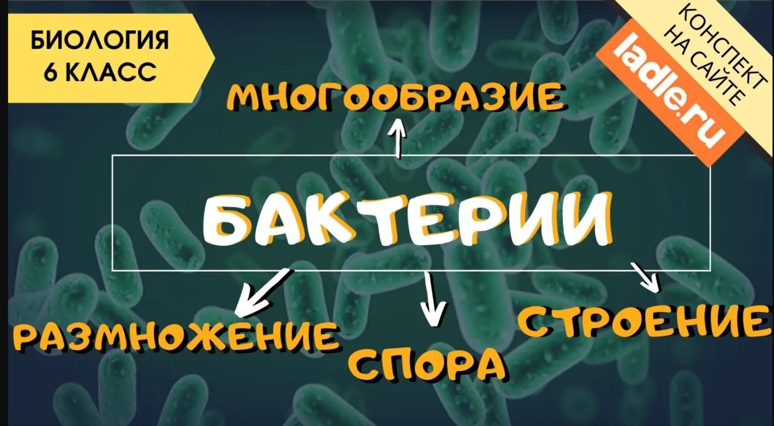 Бактерии. Биология 6 класс. Размножение, строение и жизнедеятельность бактерий